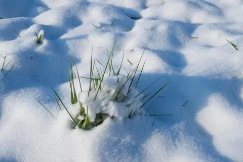 Grass through Snow Stock Photos
