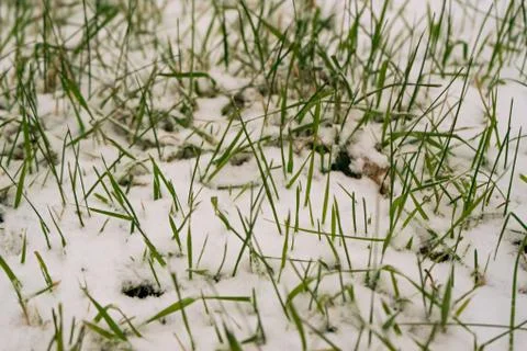Grass through the snow Stock-Fotos