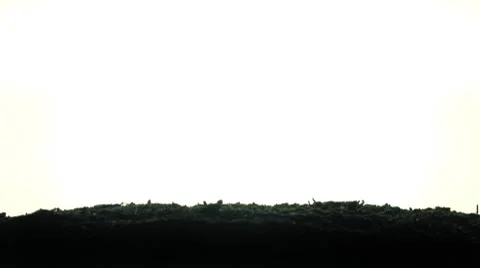 Grass Timelapse Stock Footage