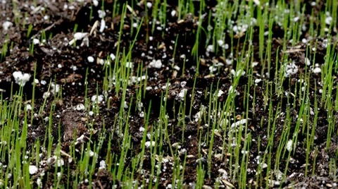 Grass Timelapse Stock Footage 7919505