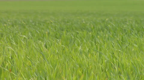 Grass timelapse Stockbeeldmateriaal 33111843
