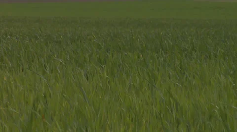 Grass timelapse Stockbeeldmateriaal 33115218