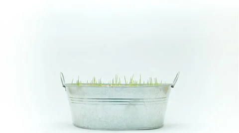 Grass timelapse Stock Footage 44902456