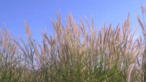 The grass tips are swaying slowly on the side of the road, morning sky back.. Stock Footage 294752063