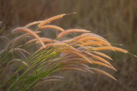 Grass together in a group Stock Photos