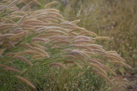 Grass together in a group Stock Photos
