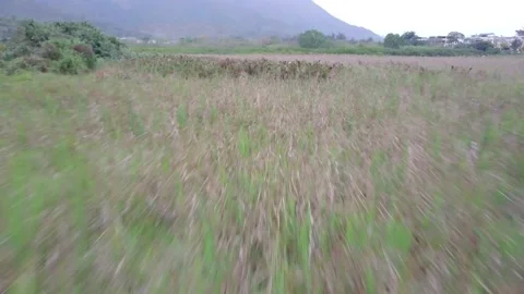 Grass top flying Aerial Drone shot Stock Footage 171792604