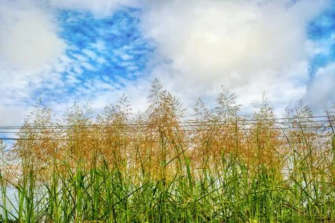Grass top, sky, white clouds Stock Photos