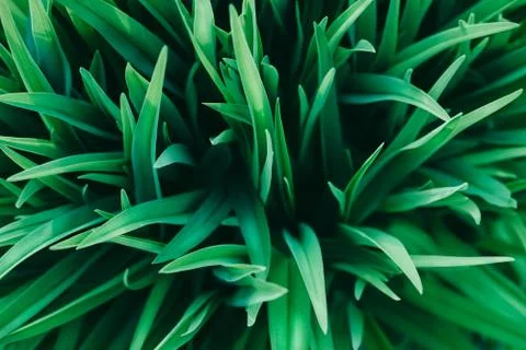 Grass top view minimalistic background Stock Photos