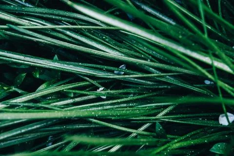 Grass top view minimalistic background 스톡 사진