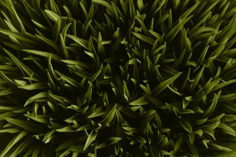 Grass top view minimalistic background Stockfoto's