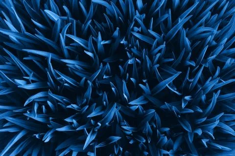 Grass top view minimalistic background 스톡 사진