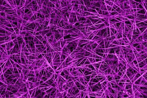 Grass top view minimalistic background 스톡 사진
