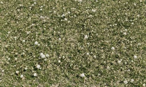 Grass top view Stock Photos