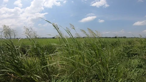 The grass tops are being washed down by the canal. Stock Footage 116390477