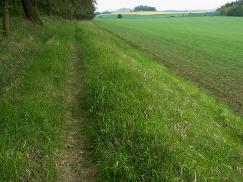 Grass trail on the edge of the forest Stock Photos