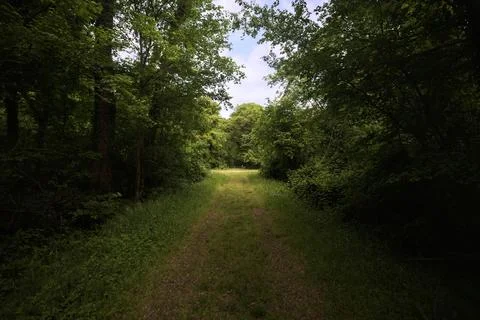 Grass trail in a park Stock Photos