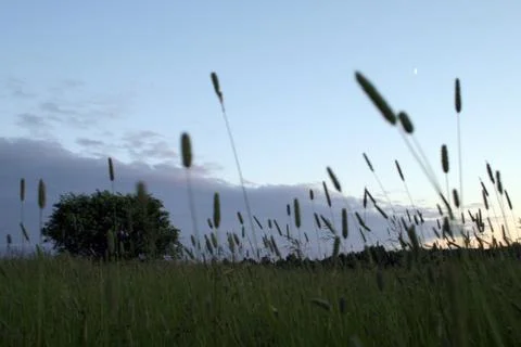 Grass, tree and sky at background Stock Photos