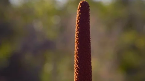 Grass tree close up tracking shot Stock Footage 112473387