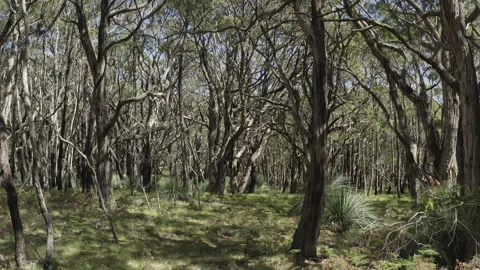 Grass Tree, Ferns and Stringybark Trees, Magical Forest, Native, South Australia Stock Footage 235986643