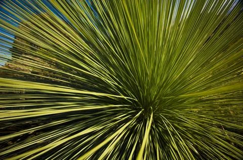 Grass Tree Grass Tree (xanthorrhoea or black boy) shows its sharp, pointy ... Stock Photos