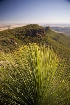 Grass Tree Grass Tree (xanthorrhoea or black boy) shows its sharp, pointy ... Stock Photos