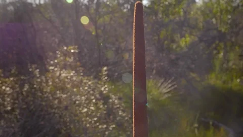 Grass tree rising shot Stock Footage 112473300