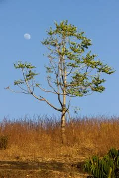 Grass, Tree, Sky and the Moon Stock Photos