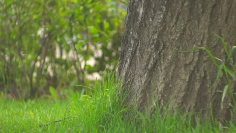 The grass by the tree sways in the wind Stock Footage 154446161