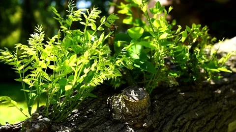 Grass on a tree trunk swaying in the wind Stock Footage 233043825