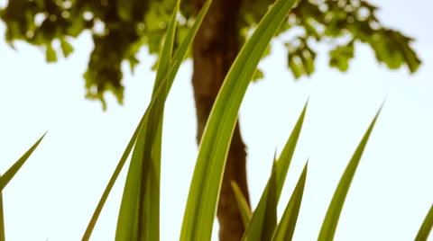 Grass Tree Wind Close up Background Stock Footage 62890877