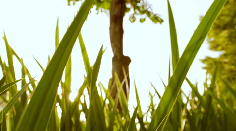 Grass Tree Wind Close up Background Stock Footage 62890991