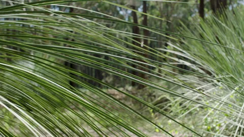 Grass Tree, Xanthorrhoea Australis, Native Bush, South Australia Stock Footage 235969808