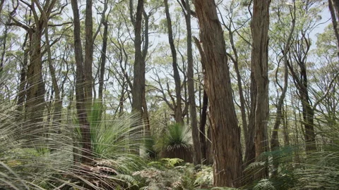 Grass Tree, Xanthorrhoea Australis, Stringybark Forest, South Australia Stock Footage 235963535