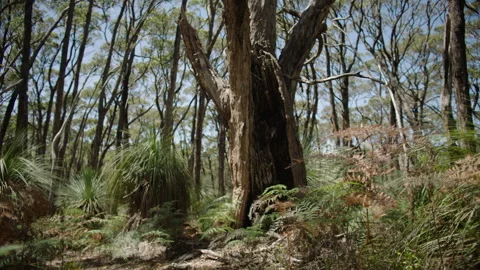 Grass Tree, Xanthorrhoea Australis, Stringybark Forest, South Australia Stock Footage 235963937