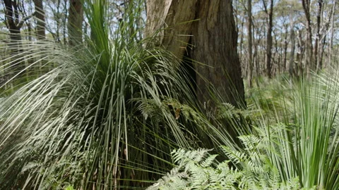 Grass Tree, Xanthorrhoea Australis, Stringybark Tree Trunk, South Australia Stock Footage 235968110