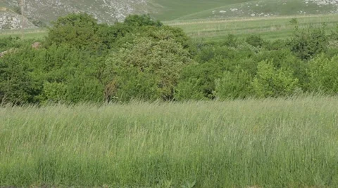 Grass trees and dog 库存影片 50373896