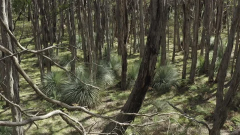 Grass Trees, Ferns and Stringybark Trees, Native Bush, South Australia Stock Footage 235980081