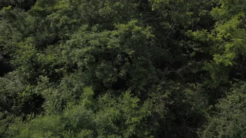 Grass trees grapes leaf ladnscape sunny day nature Stock Footage 209156867