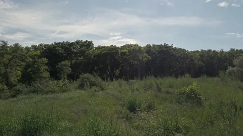 Grass trees grapes leaf ladnscape sunny day nature Stock Footage 209157649