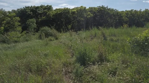 Grass trees grapes leaf ladnscape sunny day nature Stock Footage 209157697