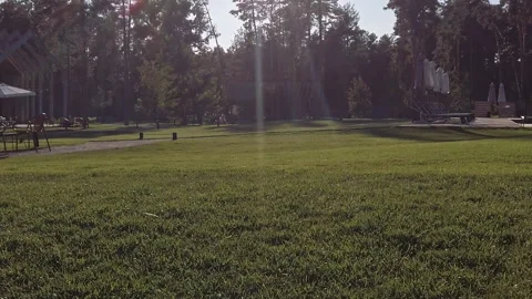 Grass trees grapes leaf ladnscape sunny day nature Stock Footage 209159131