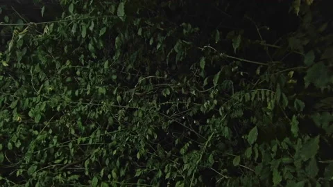 Grass trees grapes leaf ladnscape sunny day nature Stock Footage 209159378