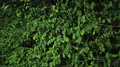 Grass trees grapes leaf ladnscape sunny day nature Stock Footage 209159415