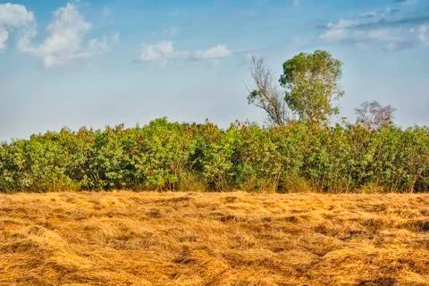 Grass, trees, sky Stock Photos