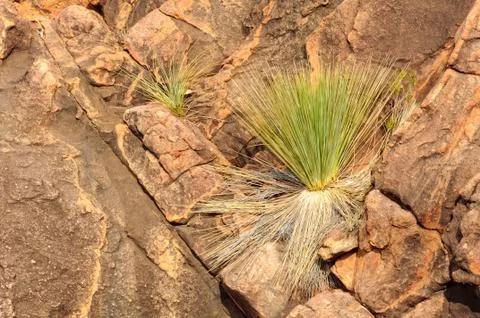 Grass trees - Wilpena Pound Stock Photos