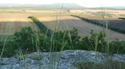 Grass trembles in a wind Vídeos de archivo 52507387