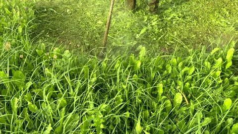 Grass Trimmer and Grass Cutter. Gardener mows weeds grass 스톡 동영상 251480784