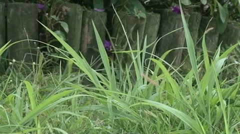 Grass Trimmer Slow Motion Stock Footage 20490503