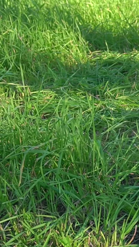 Grass trimming process with a string trimmer cutting through lush green grass in 스톡 동영상 338254421